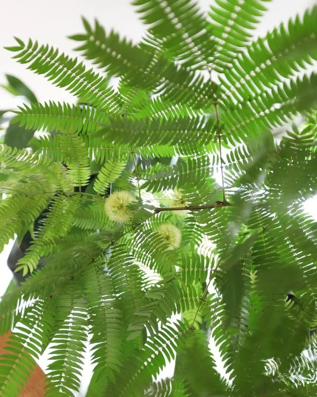  Hoa của nó tuy không dễ thấy nhưng lại rất độc đáo, giống như những chiếc khuyên tai nhỏ nhắn và tinh xảo, lặng lẽ treo trên cành, tạo cho chúng một nét duyên dáng riêng. Mọi người thích trồng cây cảnh rậm rạp này trong nhà để tạo một "khu rừng" tươi xanh ngay trên đầu mình.