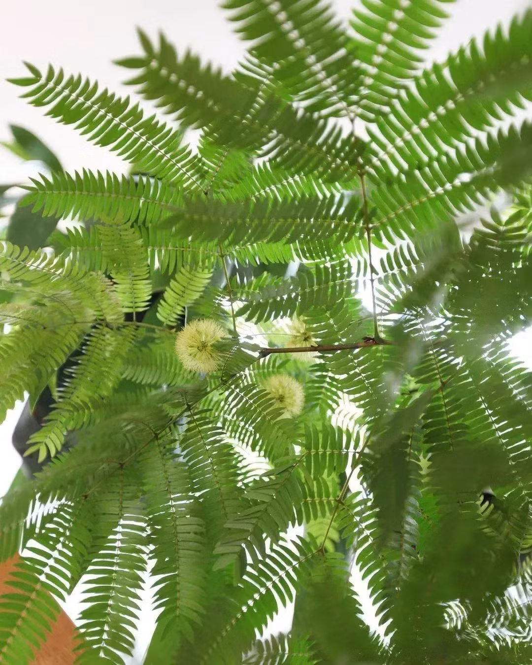  Hoa của nó tuy không dễ thấy nhưng lại rất độc đáo, giống như những chiếc khuyên tai nhỏ nhắn và tinh xảo, lặng lẽ treo trên cành, tạo cho chúng một nét duyên dáng riêng. Mọi người thích trồng cây cảnh rậm rạp này trong nhà để tạo một "khu rừng" tươi xanh ngay trên đầu mình.