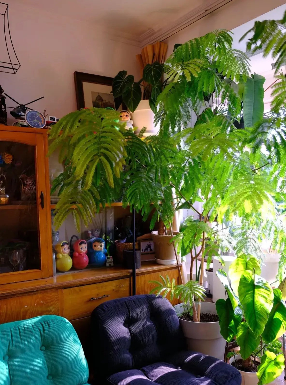 Cây cảnh này có nguồn gốc từ Châu Mỹ, đã trở nên rất phổ biến trong hai năm qua và trở thành một loại cây xanh nổi tiếng trên mạng được nhiều người săn lùng. Cây cảnh này không chỉ được những người đam mê làm vườn yêu thích bởi hình dáng độc đáo và thói quen sinh trưởng mà còn mang ý nghĩa về tình yêu lãng mạn.