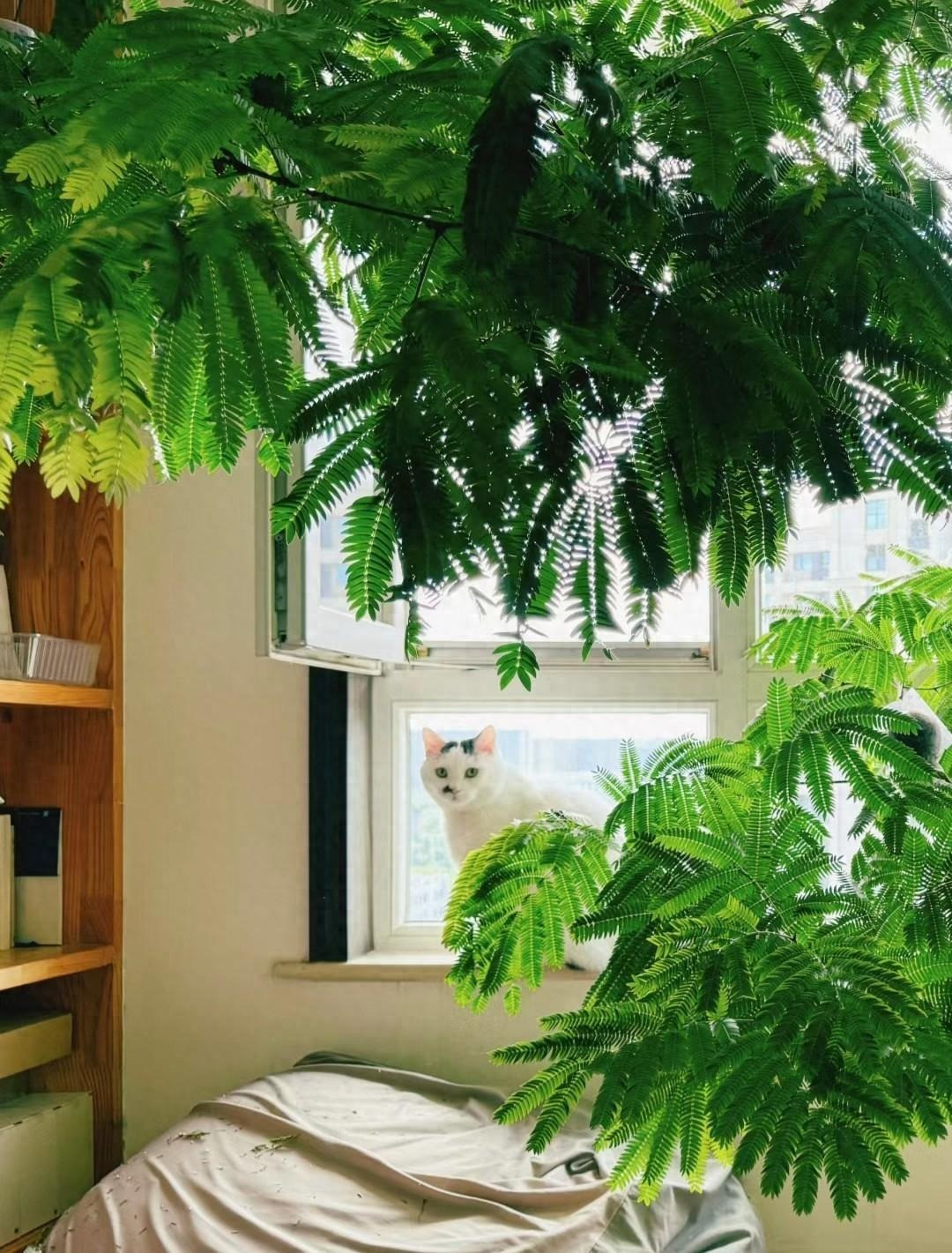  Cây cảnh này loài cây sống về đêm, tức là hoa sẽ khép vào ban đêm và nở vào ban ngày. Nó cũng giống như con người khi nhắm mắt vào ban đêm, chỉ cần nhắm mắt đi ngủ, sáng hôm sau khi thức dậy họ sẽ hồi phục và rất dễ thương. 