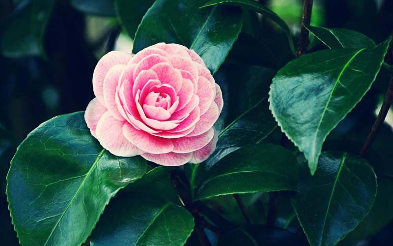  Do đó, người già khuyên không nên đặt hoa trà trong phòng khách. Nếu bạn thích trồng hoa trà thì có thể trồng ở nơi thoáng gió ở ban công hướng Bắc nhà, có thể thoải mái phun nước, tưới nước và thuận tiện cho việc dọn dẹp.