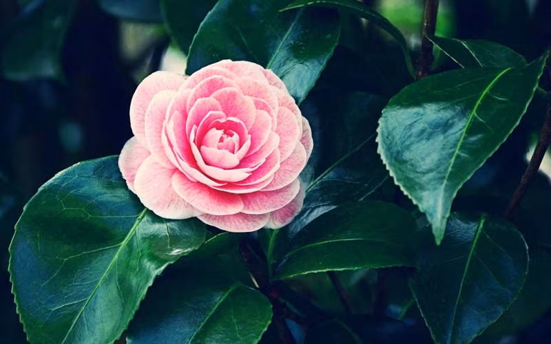  Do đó, người già khuyên không nên đặt hoa trà trong phòng khách. Nếu bạn thích trồng hoa trà thì có thể trồng ở nơi thoáng gió ở ban công hướng Bắc nhà, có thể thoải mái phun nước, tưới nước và thuận tiện cho việc dọn dẹp.