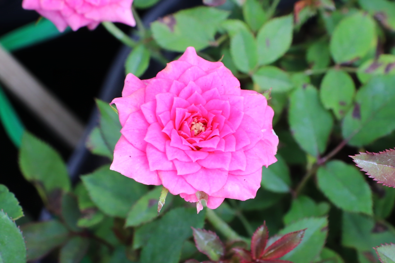 Sâu bệnh cũng có thể khiến hoa hồng chuyển sang màu vàng và lá rụng, xấu xí và mang lại xui xẻo. Phòng khách không thích hợp trồng loại hoa hồng này, bởi vì khi hoa hồng lá rụng, chuyển sang màu vàng sẽ mang lại cho người ta cảm giác vô cùng yếu đuối. 