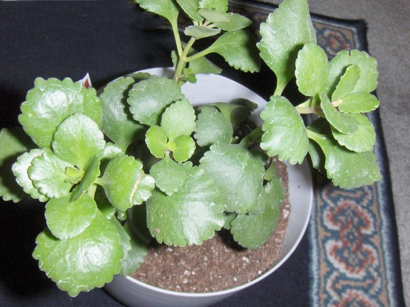 Đối với gia đình, việc chậu cây sống đời trong nhà tượng trưng cho sức khỏe và hạnh phúc, còn đối với bạn bè nó tượng trưng cho tình thân. Vì ý nghĩa trường thọ nên người già rất thích trồng cây cảnh này. Tuy nhiên, loài hoa này thích nhiều ánh nắng mặt trời nên không thích hợp đặt trong phòng khách cớm nắng.