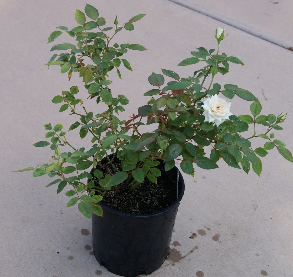 Tuy nhiên, hoa hồng không thích hợp trồng trong phòng khách, vì trước hết, phòng khách thiếu ánh sáng mặt trời, hoa hồng rất thích ánh sáng mặt trời. Một khi có quá ít ánh sáng mặt trời sẽ gây bất lợi cho sự phát triển của hoa hồng.