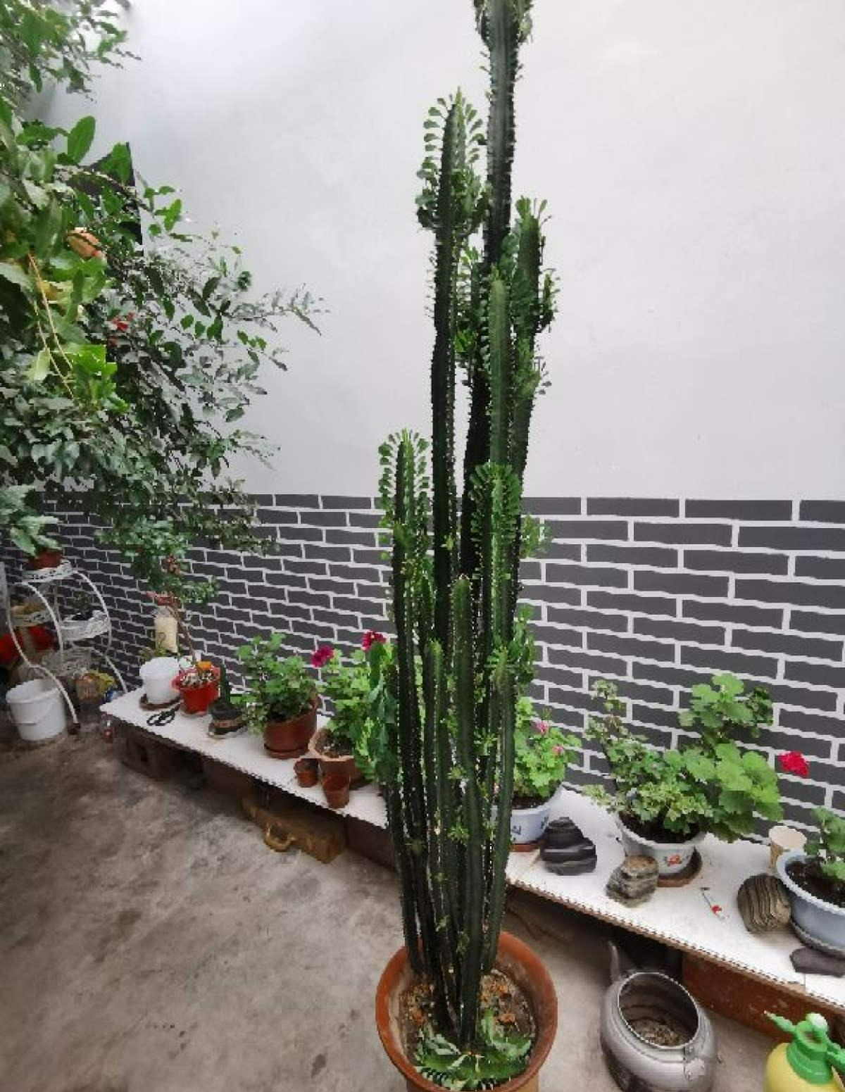 Vì đặc điểm thường xanh tốt quanh năm, lại có ý nghĩa xua đuổi tà khí trong phong thủy, có thể giải trừ vận rủi nên cây cảnh này được nhiều người săn lùng. Tuy nhiên, người già dặn không nên giữ xương rồng 3 cạnh ở phòng khách vì chúng có quá nhiều gai và chúng cũng thích môi trường có ánh sáng rực rỡ.