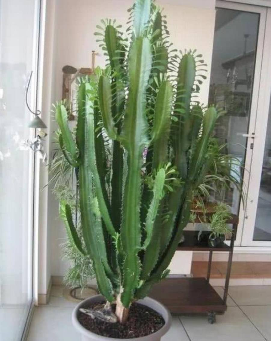 ##b###3. Người già dặn: Không nên trồng xương rồng ba cạnh trong phòng khách vì nhiều gai dễ hại người. Xương rồng 3 cạnh là một loại hoa được nhiều người ưa thích vì trông giống xương rồng, đặc biệt khi được ánh nắng chiếu vào sẽ phát sáng như vảy rồng.