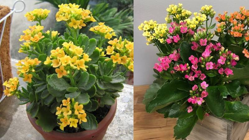  Vì vậy, người già khuyên, dù bạn thích hoa sống đời cũng không nên để chúng trong phòng khách.0 Không phải vì nó có độc, chỉ là nó sinh trưởng không tốt mà thôi.