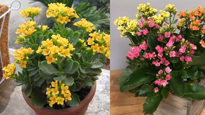  Vì vậy, người già khuyên, dù bạn thích hoa sống đời cũng không nên để chúng trong phòng khách.0 Không phải vì nó có độc, chỉ là nó sinh trưởng không tốt mà thôi.