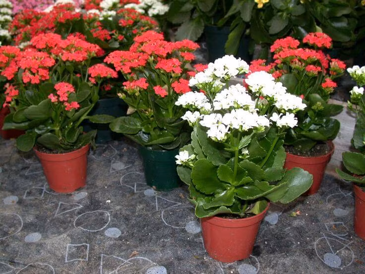 Người già khuyên, nếu thích hoa trường thọ thì có thể trồng ở ban công phía Nam, có đủ ánh nắng. Trong mùa cây cảnh sinh trưởng cũng nên thường xuyên bón phân để cây cảnh tươi tốt.