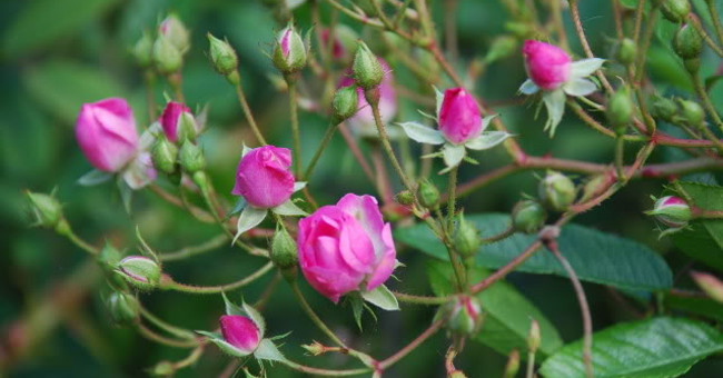  Ngoài ra, một khi phun xịt còn sẽ gây hại cho sức khỏe của gia đình bạn. Do đó, người già khuyên không nên trồng hoa hồng trong phòng khách. Nếu bạn thích hoa hồng có thể đặt chúng ở ban công thoáng đãng hoặc ngoài sân nhỏ, nơi thông gió tốt, nhiều nắng là thích hợp để hoa hồng sinh trưởng và nở rộ. 