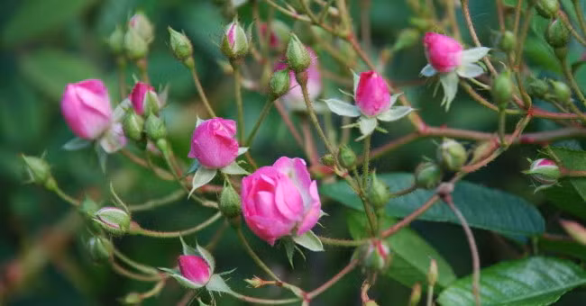  Ngoài ra, một khi phun xịt còn sẽ gây hại cho sức khỏe của gia đình bạn. Do đó, người già khuyên không nên trồng hoa hồng trong phòng khách. Nếu bạn thích hoa hồng có thể đặt chúng ở ban công thoáng đãng hoặc ngoài sân nhỏ, nơi thông gió tốt, nhiều nắng là thích hợp để hoa hồng sinh trưởng và nở rộ. 