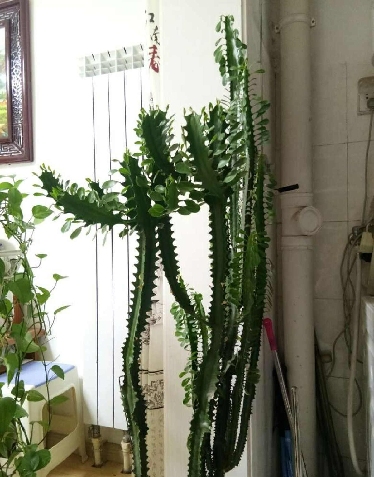 br/> Nếu bạn thích cây cảnh này có thể đặt chúng ở nơi thoáng đãng hơn, có chút ánh sáng tán xạ. Như vậy, cây cảnh này sẽ phát triển ngày càng nhanh và trông độc đáo, giúp trấn nhà, giữ trạch rất tốt.