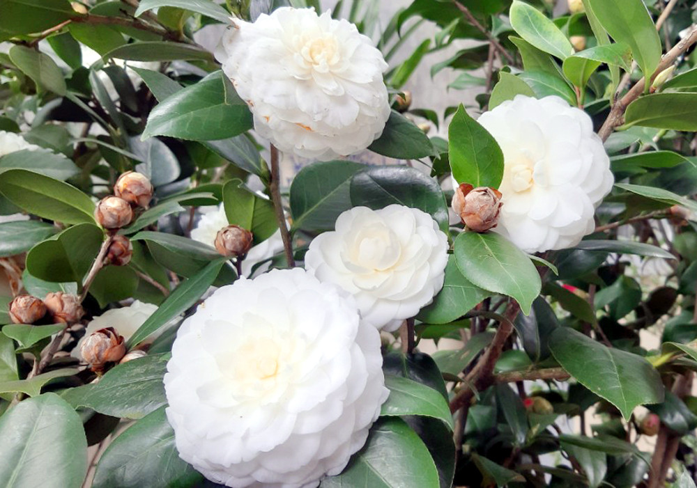 Điều này không chỉ khiến phòng khách bị bẩn, không khí ẩm ướt, làm hư hại sàn gỗ hoặc các đồ điện tử trong nhà, khiến gia đình bị thất thoát tiền bạc, tài lộc. 