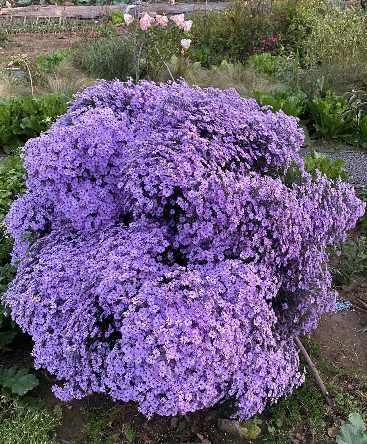 Mọi người hầu như đều quen thuộc với cây cảnh này và yêu chúng từ cái nhìn đầu tiên: Thạch thảo. Đa phần, bạn sẽ nhìn thấy hoa màu tím nhạt như khói, mờ ảo như sương tím. Ảnh minh hoạ Toutiao