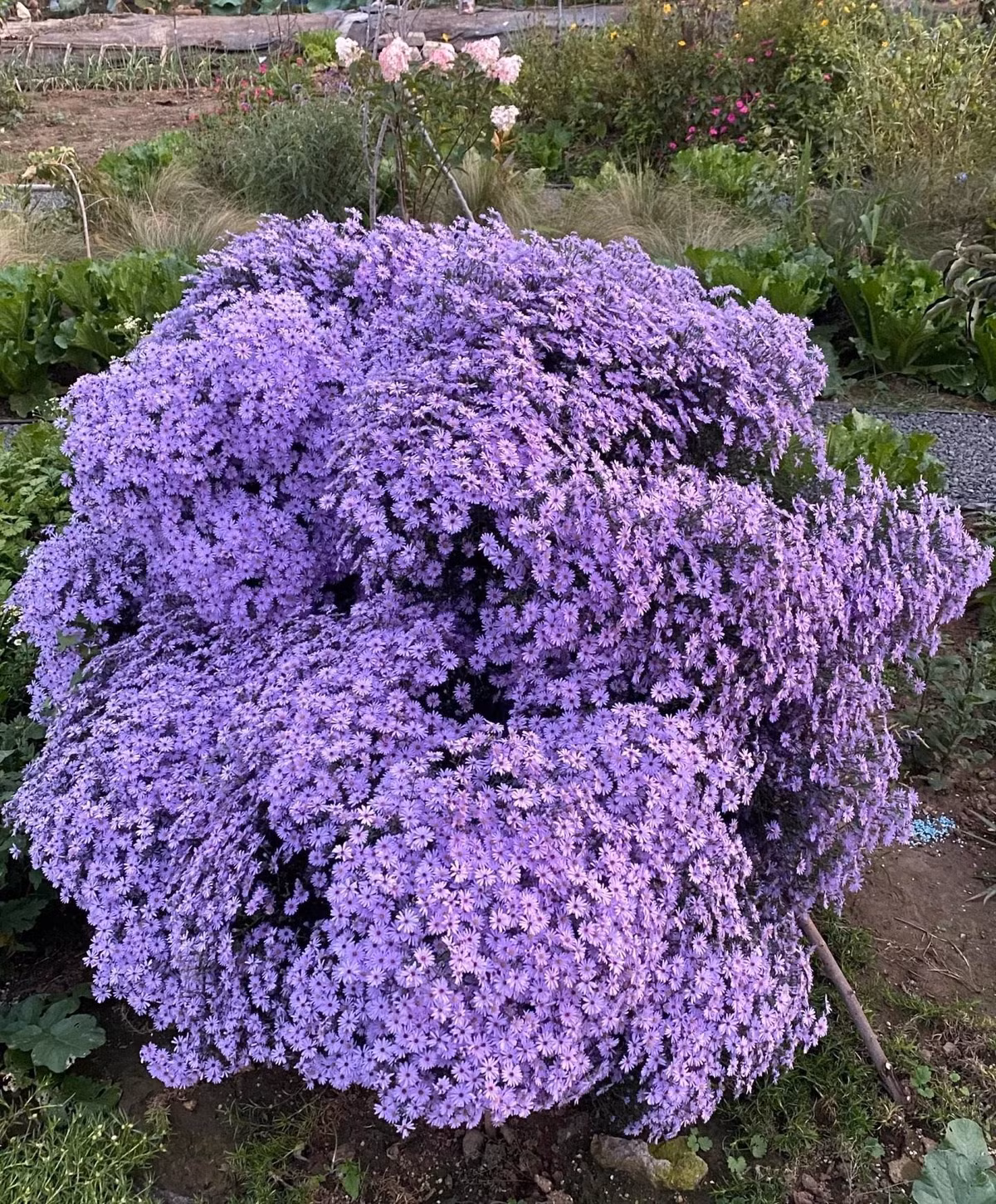 Mọi người hầu như đều quen thuộc với cây cảnh này và yêu chúng từ cái nhìn đầu tiên: Thạch thảo. Đa phần, bạn sẽ nhìn thấy hoa màu tím nhạt như khói, mờ ảo như sương tím. Ảnh minh hoạ Toutiao