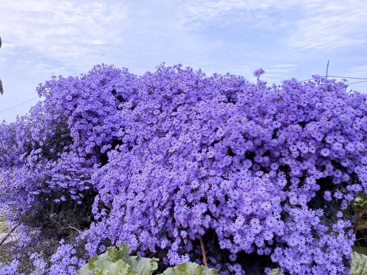  Loài hoa này thực sự rất đẹp khi nở rộ. Nó nở rộ vào mùa thu khi tất cả hoa đã héo, không còn lá mà chỉ có hoa. Màu tím mềm mại lấn át màu sắc mùa thu vàng rực rỡ và thơ mộng. Ảnh minh hoạ Toutiao