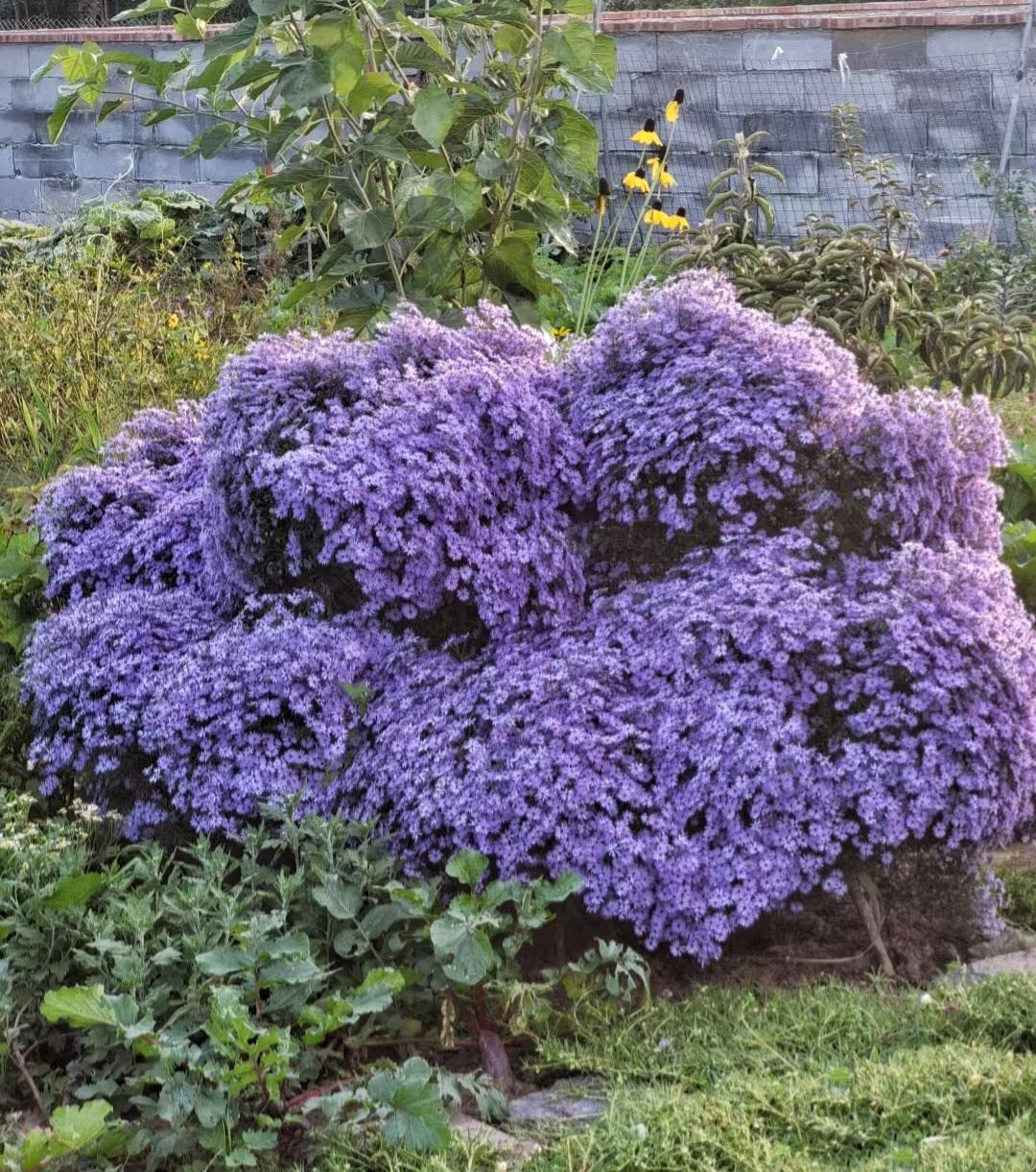  Pháp: Còn đối với người Pháp thì hoa thạch thảo được xem như là đôi mắt của thánh Christ và họ thường đặt hoa trên mộ của những binh lính nhằm tôn vinh và tưởng nhớ về họ. 