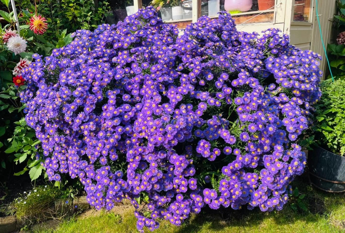  Hoa Kỳ: Với đất nước Mỹ thì thạch thảo là loài hoa tượng trưng cho tháng 9, đồng thời loài hoa này cũng được xuất hiện trong kỷ niệm 20 năm ngày cưới của các cặp đôi. 