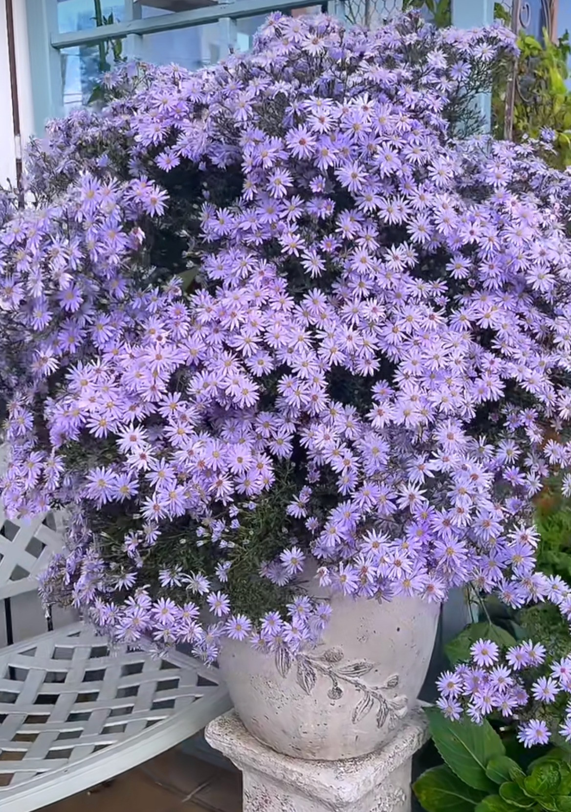 Thoạt nhìn, nó trông giống như một đám mây hình nấm khổng lồ màu tím, thậm chí còn mang đến cho người ta cảm giác "tử khí đông lai" - khí tím đến từ phương Đông, loại khí tốt lành mang lại bình an, may mắn, thu hút quý nhân đến nhà, chiêu tài rước lộc. Ảnh minh hoạ Toutiao