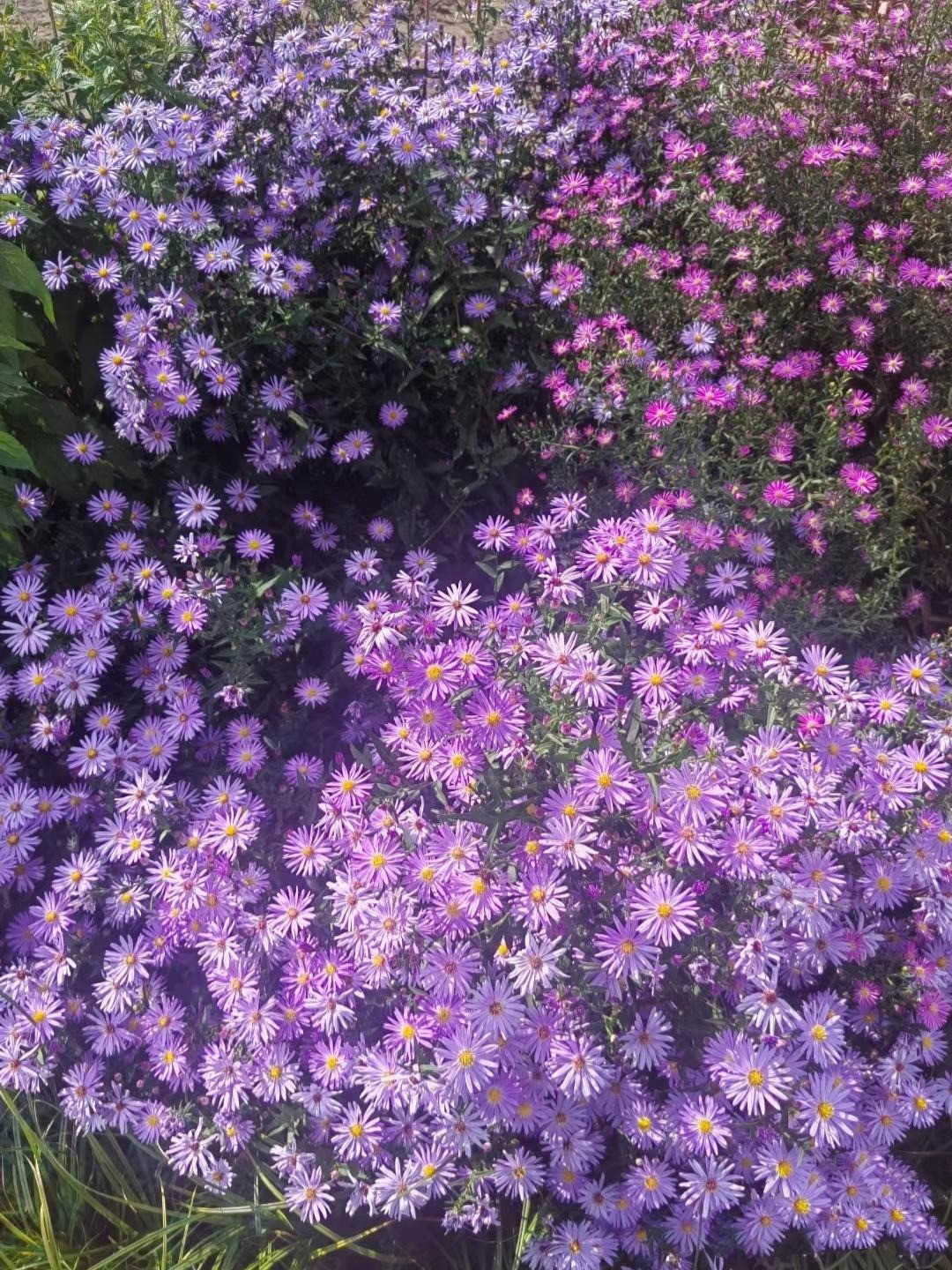 Tuy nhiên, khi tặng hoa loài hoa này, các cặp trai gái yêu nhau đều nhắn gửi thông điệp tình yêu và "xin đừng quên tôi". Đồng thời, loài hoa này cũng mang lại may mắn và tài lộc cho gia đình nhờ khả năng ra hoa dồi dào và sức sống mãnh liệt. 