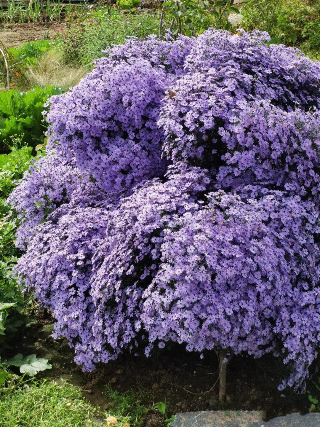  Việt Nam: Loài hoa tím này tượng trưng cho tình yêu. Đôi khi mọi người gọi chúng là For-get-me-not (xin đừng quên tôi). Điều này gắn liền với câu chuyện tình yêu sâu sắc nhưng buồn thảm. 