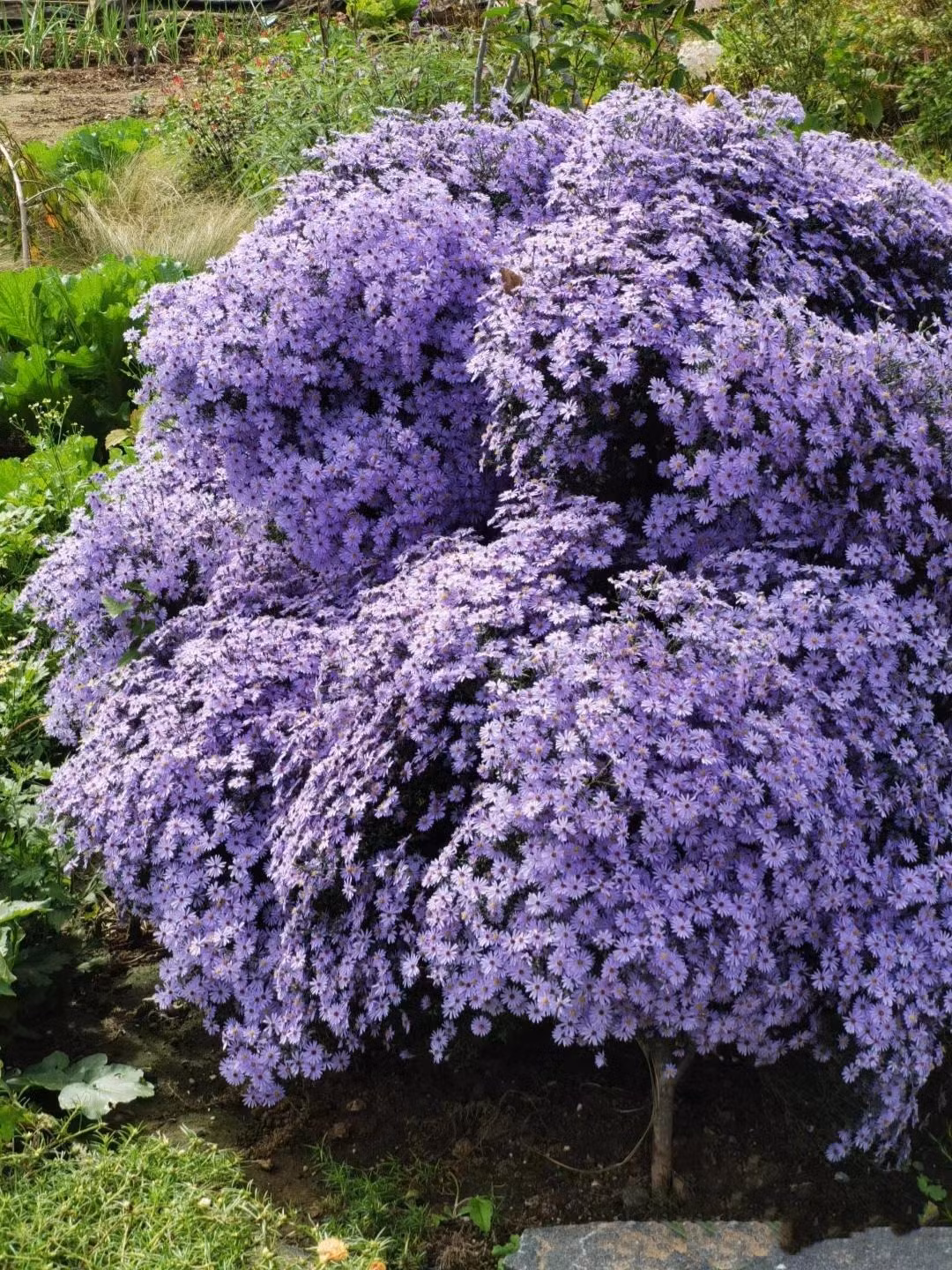  Việt Nam: Loài hoa tím này tượng trưng cho tình yêu. Đôi khi mọi người gọi chúng là For-get-me-not (xin đừng quên tôi). Điều này gắn liền với câu chuyện tình yêu sâu sắc nhưng buồn thảm. 