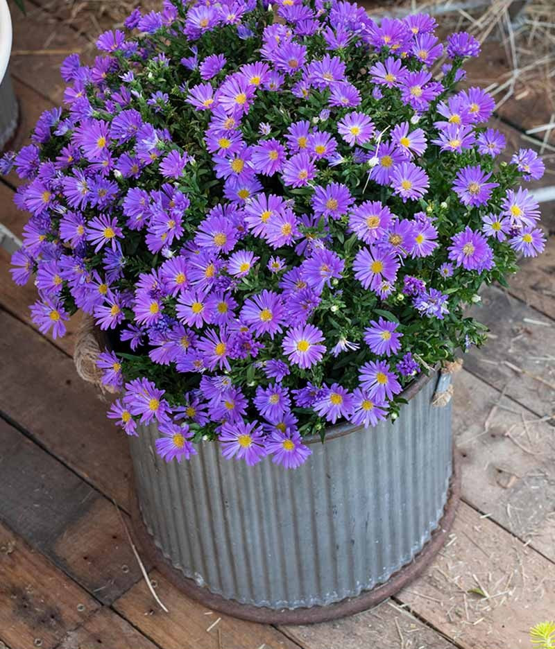 Trong không khí se lạnh của mùa thu, hoa thạch thảo mang đến cho bạn vẻ đẹp mộng mơ, trong trẻo, mong manh và lãng mạn. Ảnh minh hoạ gardenerspath 