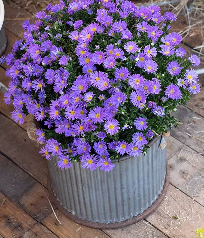 Trong không khí se lạnh của mùa thu, hoa thạch thảo mang đến cho bạn vẻ đẹp mộng mơ, trong trẻo, mong manh và lãng mạn. Ảnh minh hoạ gardenerspath 