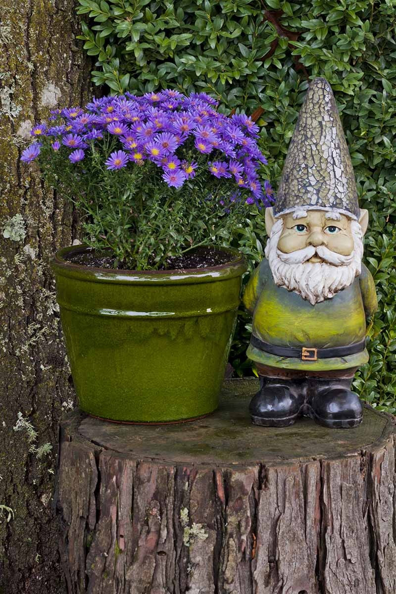  Nếu bạn cho chúng một ít đất màu mỡ vào mùa đông, chúng sẽ nảy mầm vào mùa xuân. Nó thường nở hoa từ tháng 7 đến tháng 9 và thời gian ra hoa kéo dài hơn một tháng. Một số giống thạch thảo nở hoa mỗi năm 2 lần.