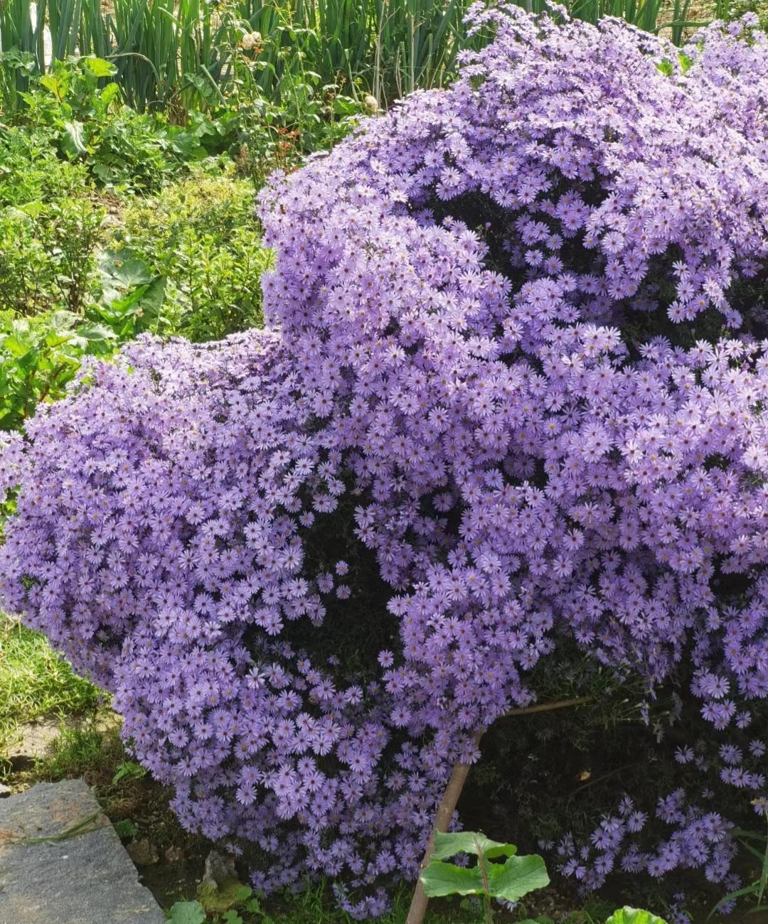  Anh và Đức: Với hai quốc gia này thì hoa thạch thảo biểu trưng cho phép màu và sức mạnh nên họ thường trang trí quanh vườn hay trong nhà. Ảnh minh hoạ Toutiao 