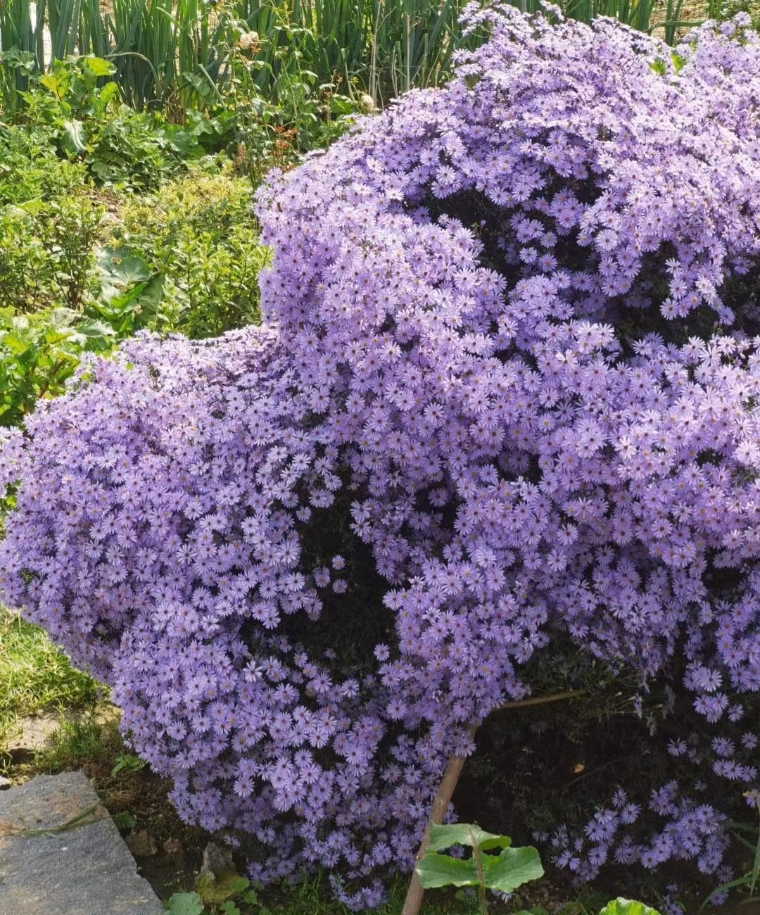  Anh và Đức: Với hai quốc gia này thì hoa thạch thảo biểu trưng cho phép màu và sức mạnh nên họ thường trang trí quanh vườn hay trong nhà. Ảnh minh hoạ Toutiao 