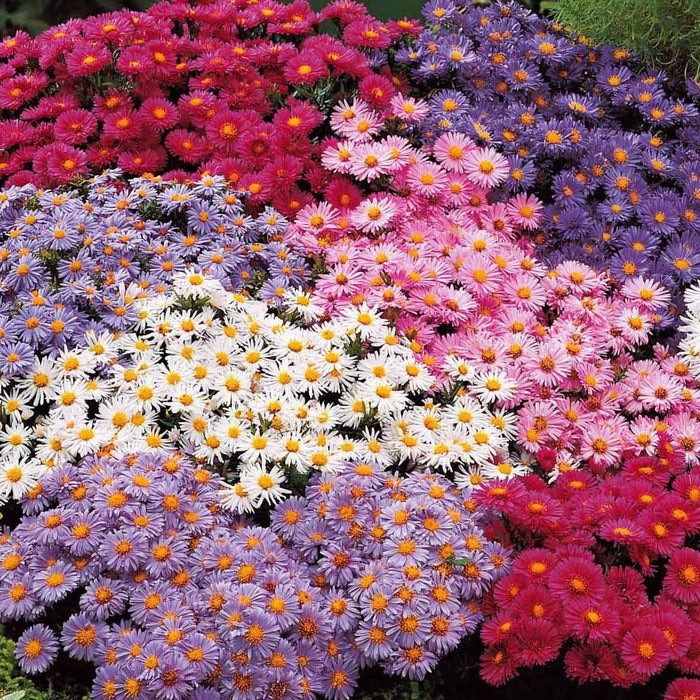  Thạch thảo còn được gọi là cúc cánh mối, tên tiếng Anh là European Michaelmas Daisy, tên khoa học là Aster amellus, thuộc họ Cúc (Asteraceae). Sở dĩ nó có tên cúc cánh mối vì những cánh hoa mong manh, nhỏ tựa như cánh mối vậy. Cây có nguồn từ châu Âu, châu Á. 