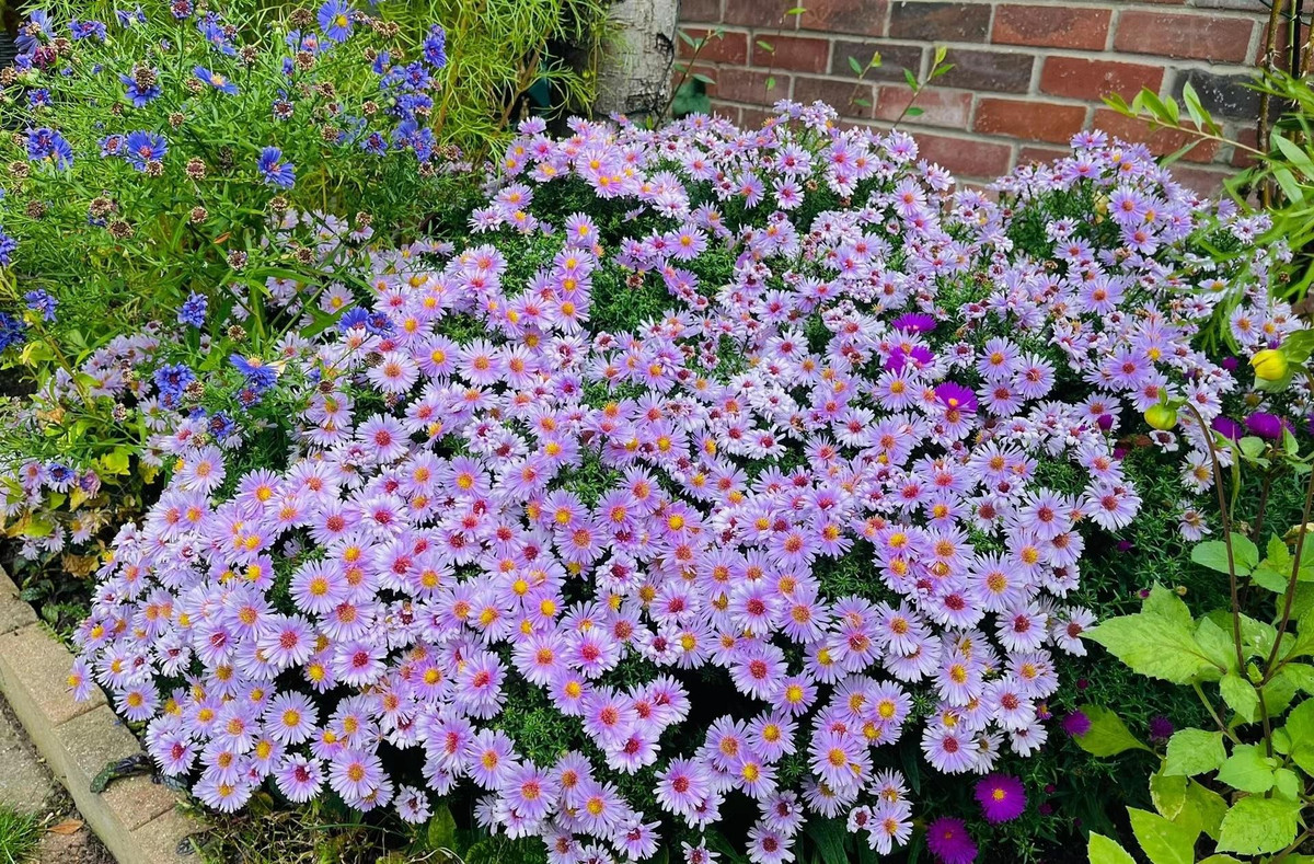  Loài hoa đẹp đẽ, mơ màng này rất có giá trị làm cảnh. Khi nó nở hoa vào mùa thu, nó thật giống "tử khí Đông lai", mang khí tím thổi vào vườn nhà bạn, giúp khu vườn tràn ngập sức sống. Gió mang hương hoa tràn ngập trong phòng.