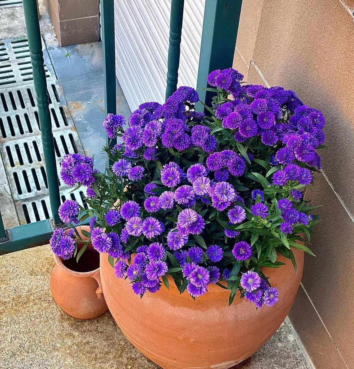 Cây cảnh này rất thích hợp để trồng ở hai bên vườn và lối đi trong sân làm hoa cảnh. Ngoài ra, chúng còn có thể trồng trong chậu và có thể trồng thành cây hoa thông qua việc cắt ngọn và cắt tỉa. 