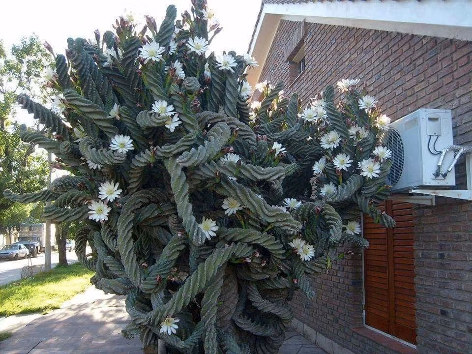  Hoa của cây xương rồng tươi tắn, trong như ngọc và có mùi hoa đẹp. Một cây gai góc lại có thể nở hoa đẹp như vậy trong môi trường khắc nghiệt, tượng trưng cho tinh thần mạnh mẽ, kiên cường và truyền cảm hứng cho mọi người. 