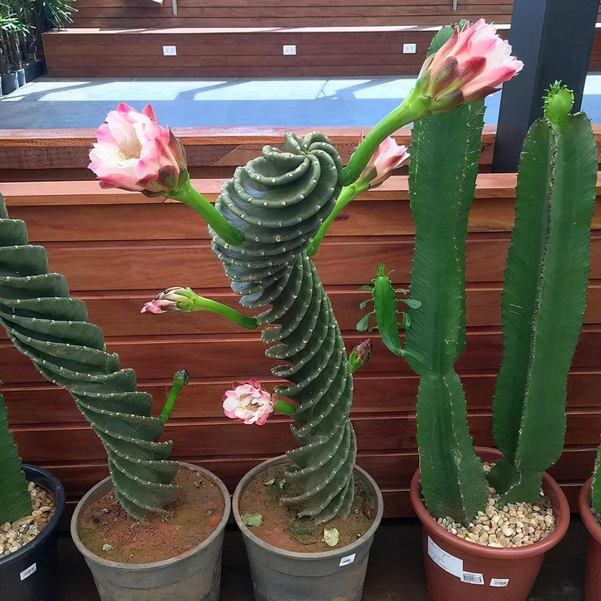 Đây là loài xương rồng hấp dẫn, hiếm có với nhiều thân cây dạng cột. Thân cây phát triển theo hình xoắn ốc từ trái sang phải, với các gai ngắn, cao tới 5 m và đường kính lên tới 12,5 cm nếu được trồng trên mặt đất. Ảnh minh họa Toutiao