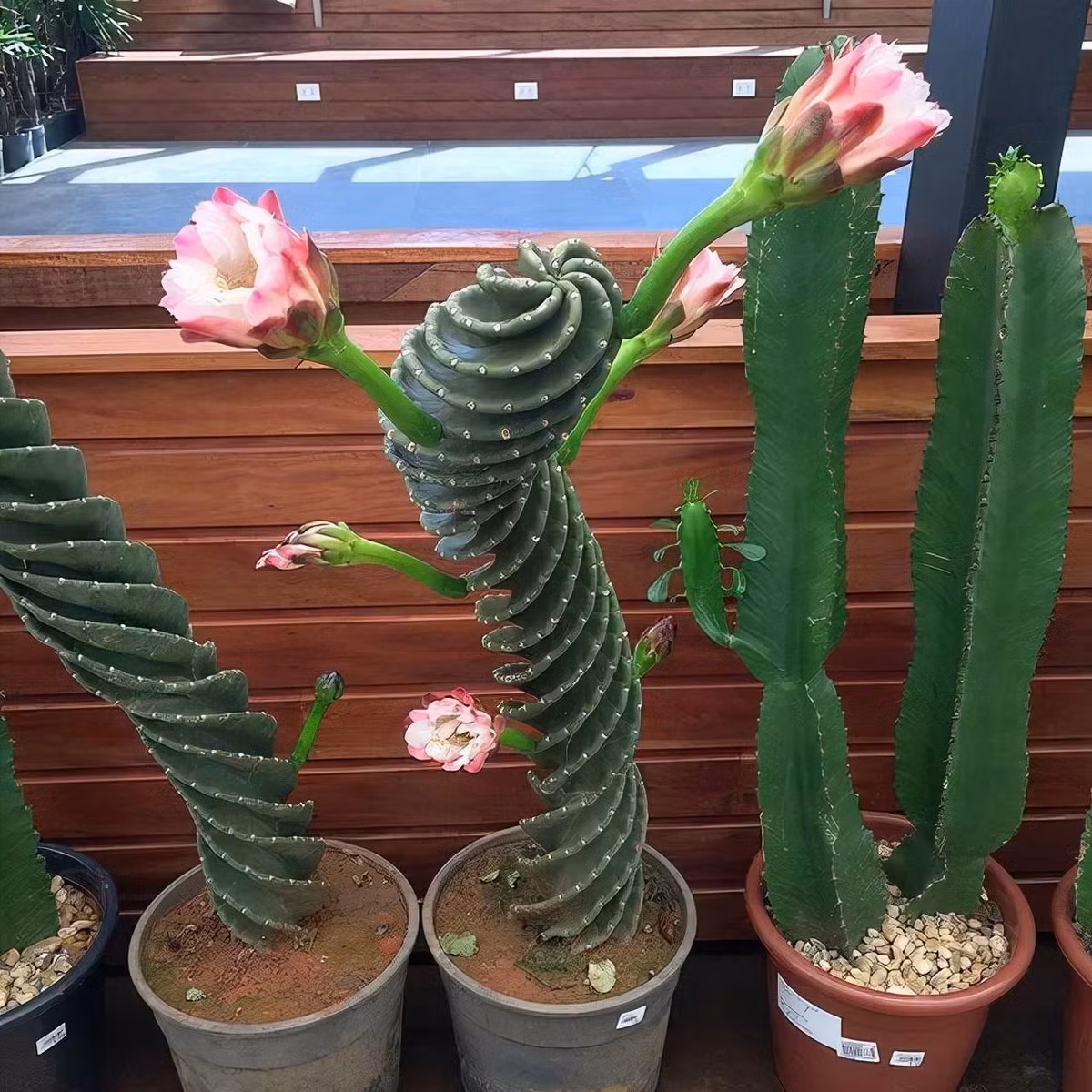 Đây là loài xương rồng hấp dẫn, hiếm có với nhiều thân cây dạng cột. Thân cây phát triển theo hình xoắn ốc từ trái sang phải, với các gai ngắn, cao tới 5 m và đường kính lên tới 12,5 cm nếu được trồng trên mặt đất. Ảnh minh họa Toutiao