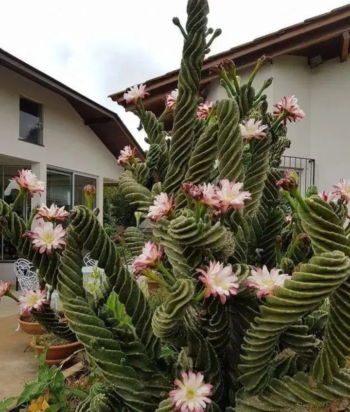  Trông có vẻ kỳ lạ nhưng hình dạng xoắn ốc của nó không phải là kết quả của sự can thiệp của con người mà là kết quả của quá trình tiến hóa tự nhiên. Lý do phát triển thành hình xoắn ốc là vì hình xoắn ốc có thể tạo ra bóng tối và làm giảm bức xạ mặt trời. 