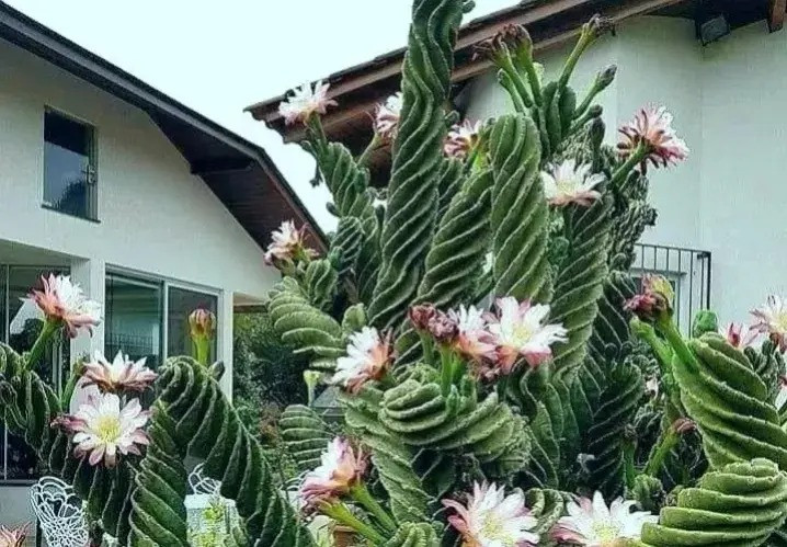  Cây cảnh này trưởng thành từ hạt, ban đầu chỉ là 1 "cái cột" xoắn ốc thẳng đứng nhưng sau đó phát triển nhanh và phân nhánh, xoắn xuýt theo nhiều phía, tạo thành những "con rắn" kinh dị xoắn vào nhau, đánh mạnh vào thị giác của người xem. Ảnh minh họa Toutiao