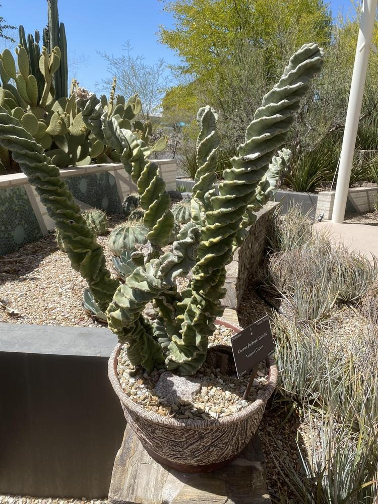  Nhưng ngay cả khi chúng không nở hoa thì thân cây bá đạo của chúng vẫn là điểm thu hút ánh nhìn. Giống như nhiều loại xương rồng, cây cảnh này có tác dụng thanh lọc không khí trong nhà rất tốt, chống lại các tia bức xạ cực tốt từ đồ dùng điện tử trong nhà, rất tốt cho sức khỏe. Ảnh minh họa Toutiao 