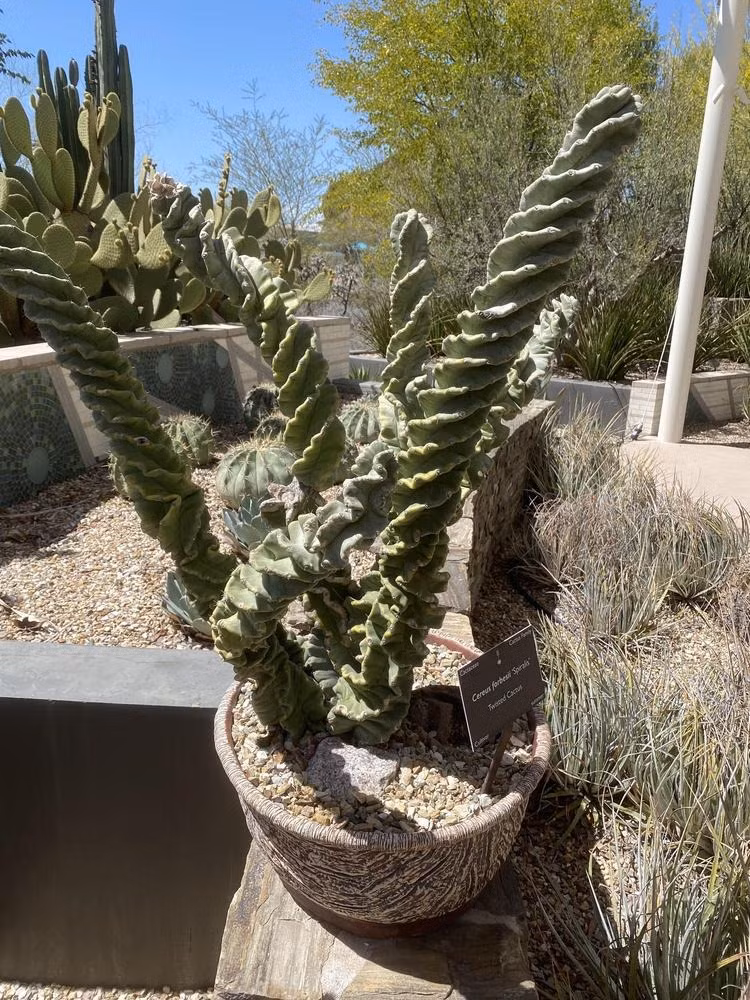  Nhưng ngay cả khi chúng không nở hoa thì thân cây bá đạo của chúng vẫn là điểm thu hút ánh nhìn. Giống như nhiều loại xương rồng, cây cảnh này có tác dụng thanh lọc không khí trong nhà rất tốt, chống lại các tia bức xạ cực tốt từ đồ dùng điện tử trong nhà, rất tốt cho sức khỏe. Ảnh minh họa Toutiao 