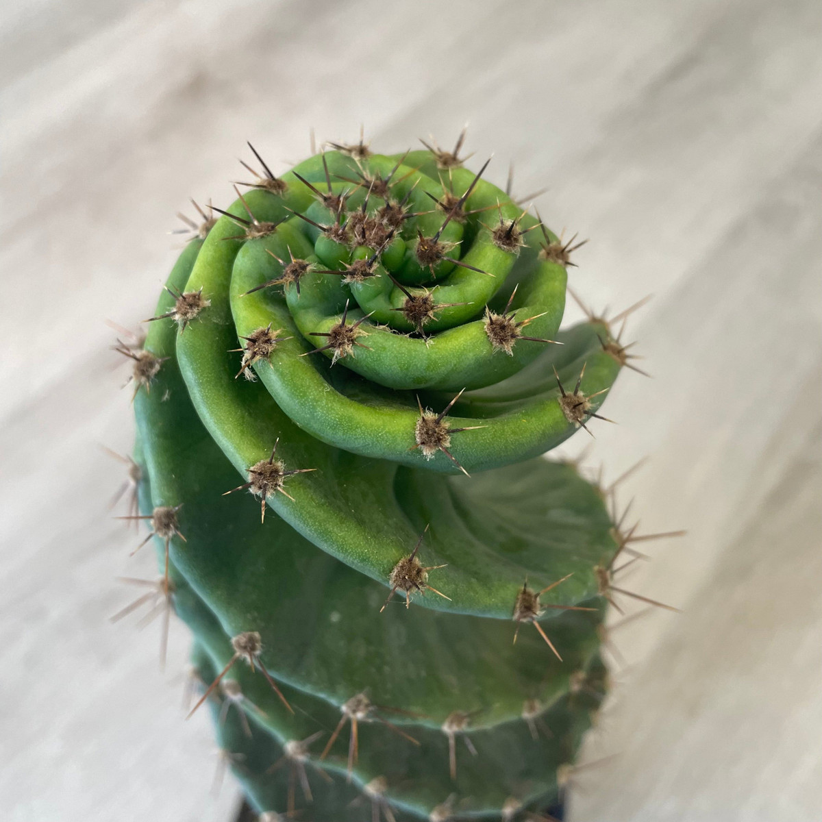 Tất nhiên, nếu trồng trong chậu hoa thì sẽ nhỏ hơn rất nhiều nhưng vẫn có thể coi là giống có kích thước từ trung bình đến lớn. Đó là lý do chúng được gọi là "xoắn ốc" hoặc cái tên bá đạo hơn "lốc xoáy". Chúng là anh em của xương rồng trụ nhưng với vẻ ngoài thô ráp và dữ tợn hơn nhiều. Ảnh minh họa pacificplantco 