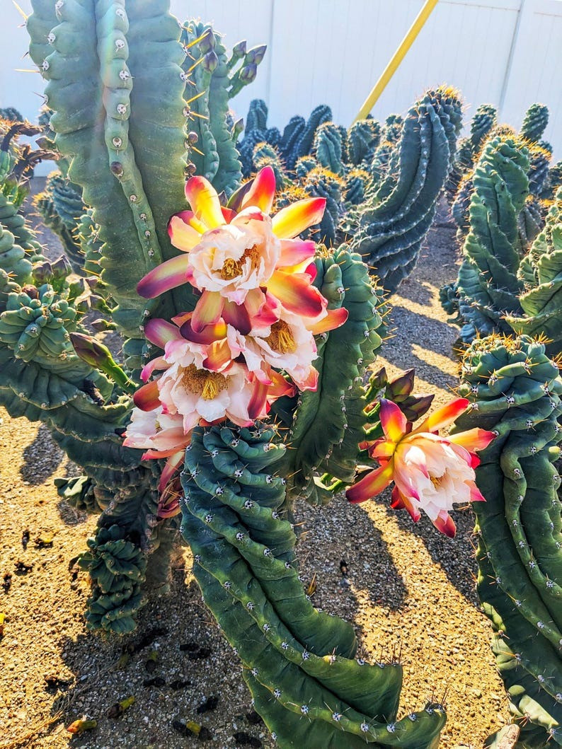  Những chiếc gai của xương rồng có tác dụng bảo vệ ngôi nhà, chống lại tà khí, xua đuổi ma quỷ, xui xẻo, mang lại tốt lành, bình yên cho gia đình. Chúng đóng vai trò quan trọng trong việc bảo vệ sức khỏe của ngôi nhà, đồng thời có thể mang lại may mắn và có vai trò bảo vệ ngôi nhà.