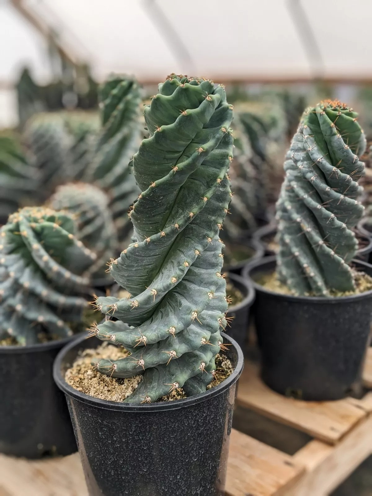  Những "sợi thép" xoắn ốc xoắn quẩy vào nhau như những thân rắn xù xì, kinh dị, nhô đầu ra từ từ phía cho người ta cảm giác sợ hãi đến dựng hết gai ốc. Nhưng phía trên sự sợ hãi đó lại nở ra những bông hoa lớn rất xinh đẹp.