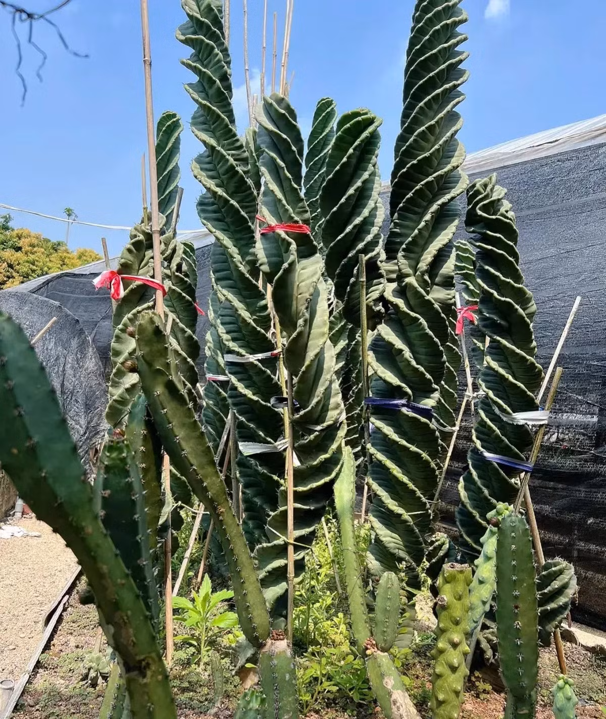  Cây cảnh này tượng trưng cho sự bền bỉ của cuộc sống, mang lại may mắn và tốt lành cho gia chủ. Ngôn ngữ hoa của xương rồng cũng rất đẹp: tình yêu mạnh mẽ, kiên quyết, yêu đến cùng. Nó có thể tượng trưng cho việc sau bao khó khăn, cuối cùng nó sẽ mang đến những điều kỳ diệu đáng ngạc nhiên. 