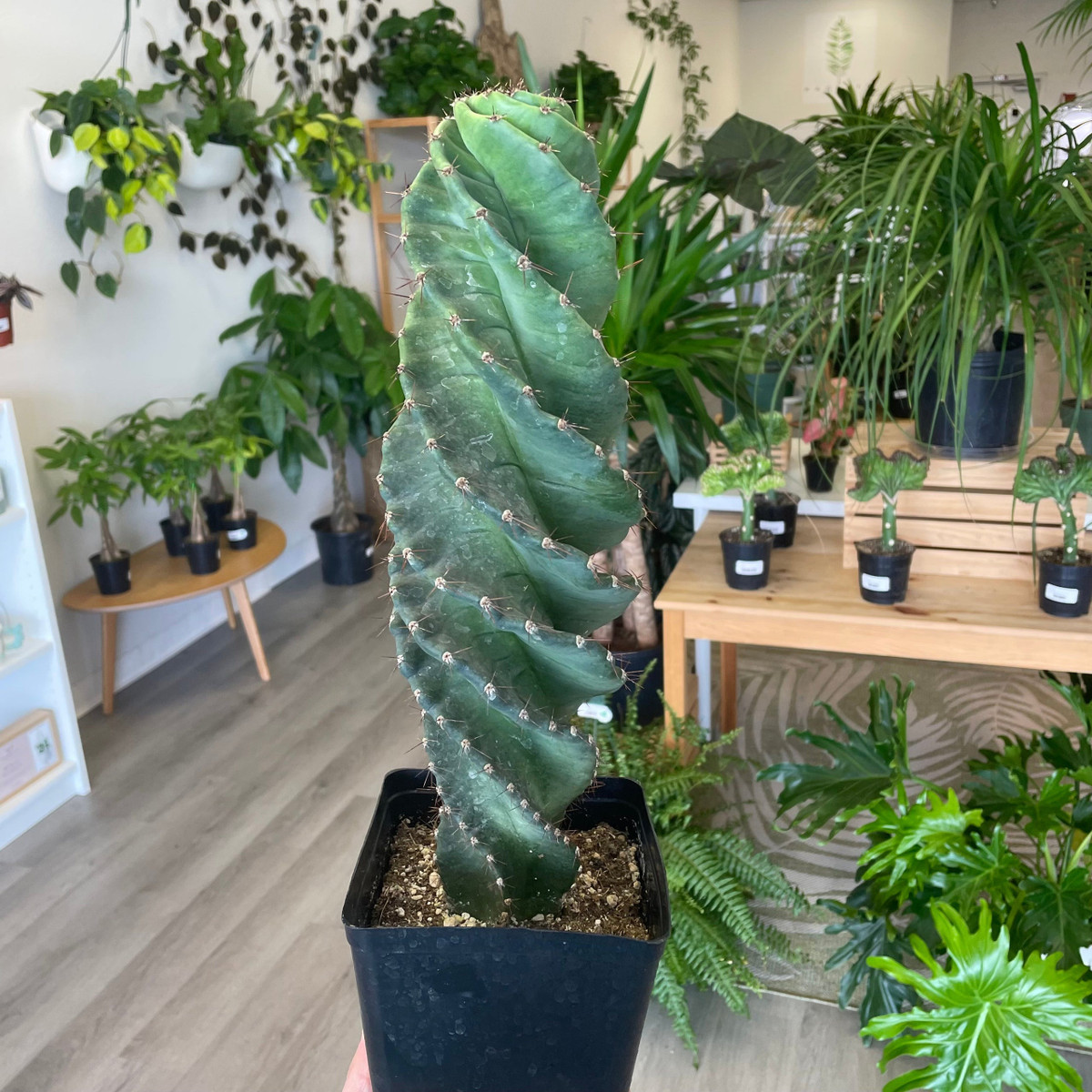 Ý nghĩa của cây cảnh xương rồng lốc xoáy. Cây cảnh xương rồng lốc xoáy không được trồng phổ biến nhưng vài năm gần đây chúng được ưa thích và bắt đầu xuất hiện nhiều hơn. Tuy nhiên, chúng vẫn là cây cảnh hiếm. Giữ một cây cảnh này trong nhà không chỉ độc đáo, bá đạo, uy nghiêm mà còn có giá trị làm cảnh cao khi chúng nở hoa lớn, lộng lẫy. Ảnh minh họa pacificplantco 