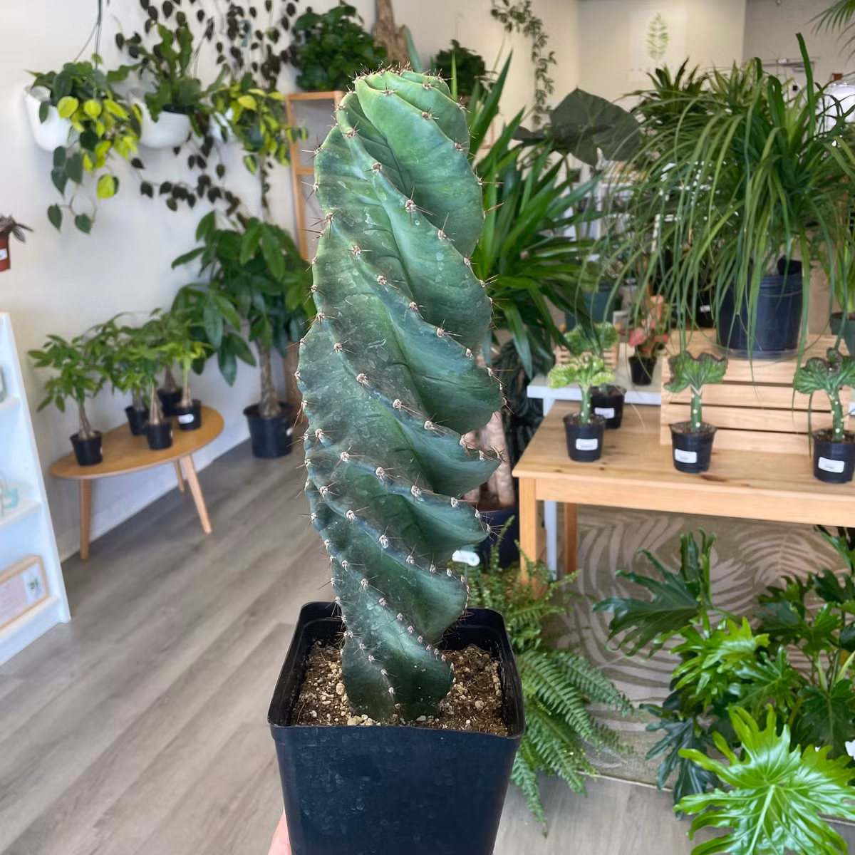 Ý nghĩa của cây cảnh xương rồng lốc xoáy. Cây cảnh xương rồng lốc xoáy không được trồng phổ biến nhưng vài năm gần đây chúng được ưa thích và bắt đầu xuất hiện nhiều hơn. Tuy nhiên, chúng vẫn là cây cảnh hiếm. Giữ một cây cảnh này trong nhà không chỉ độc đáo, bá đạo, uy nghiêm mà còn có giá trị làm cảnh cao khi chúng nở hoa lớn, lộng lẫy. Ảnh minh họa pacificplantco 