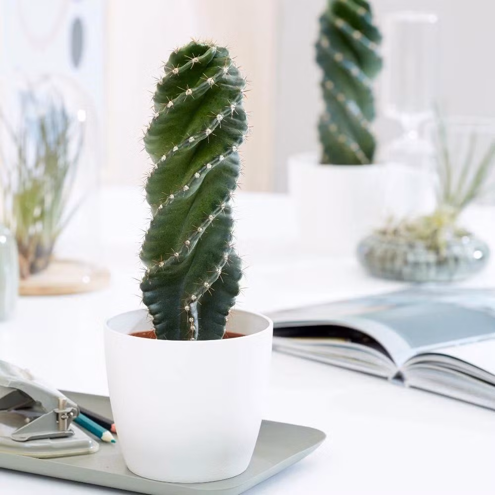  Xương rồng lốc xoáy hay xương rồng xoắn ốc có tên tiếng Anh thường gọi là Twisted Cactus (xương rồng lốc xoáy) or Spiral Cactus (xương rồng xoắn ốc), tên khoa học là Cereus validus 'Spiralis', còn được gọi là Cereus forbesii 'Spiralis'. Không nghi ngờ gì chúng thuộc gia đình Xương rồng (Cactaceae). Ảnh minh họa Toutiao 