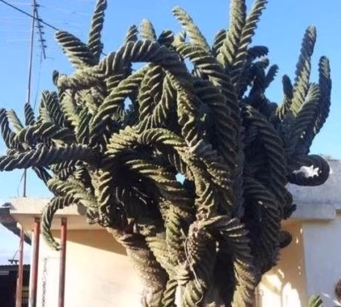  Cây xương rồng lốc xoáy cũng như các loại xương rồng khác có nguồn gốc từ Châu Mỹ, đặc biệt là Nam Mỹ. Về cơ bản nó có thể được nhìn thấy ở những khu vực có lượng mưa ít. Ảnh minh họa Toutiao